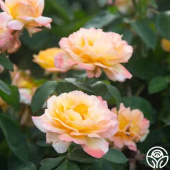 Glowing Peace™ -Precisiom Store Glowing Peace 04