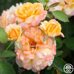 Glowing Peace™ -Precisiom Store Glowing Peace 06