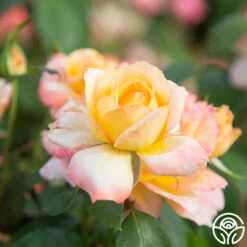 Glowing Peace™ -Precisiom Store Glowing Peace 07