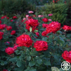 Eleganza® Grande Amore -Precisiom Store Grande Amore 21