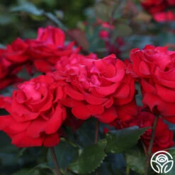 Eleganza® Grande Amore -Precisiom Store Grande Amore 22