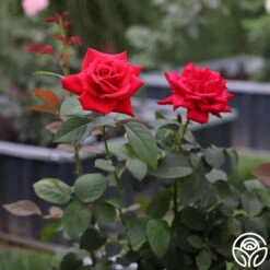 Eleganza® Grande Amore -Precisiom Store Grande Amore 23