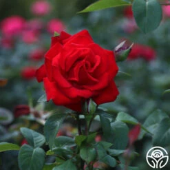 Eleganza® Grande Amore -Precisiom Store Grande Amore 34