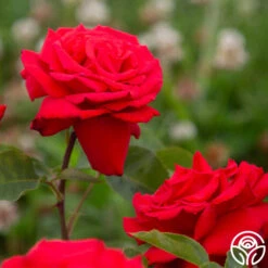 Eleganza® Grande Amore -Precisiom Store Grande Amore 4525