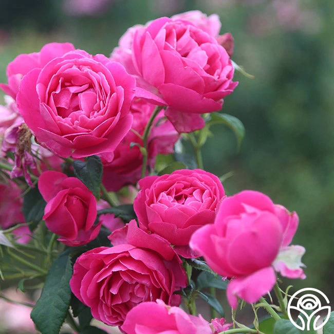 Grande Dame™ 12 Grande Dame™ - Image 12