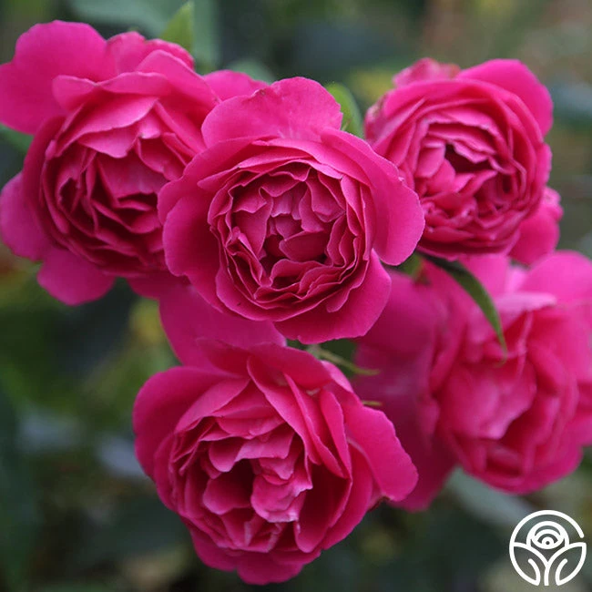 Grande Dame™ 3 Grande Dame™ - Image 3