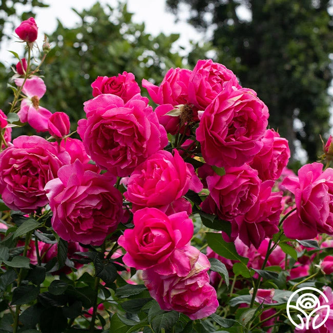 Grande Dame™ 2 Grande Dame™ - Image 2