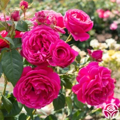 Grande Dame™ 23 Grande Dame™ -Precisiom Store Grande Dame 04