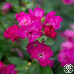 Grape Jelly™ -Precisiom Store Grape Jelly