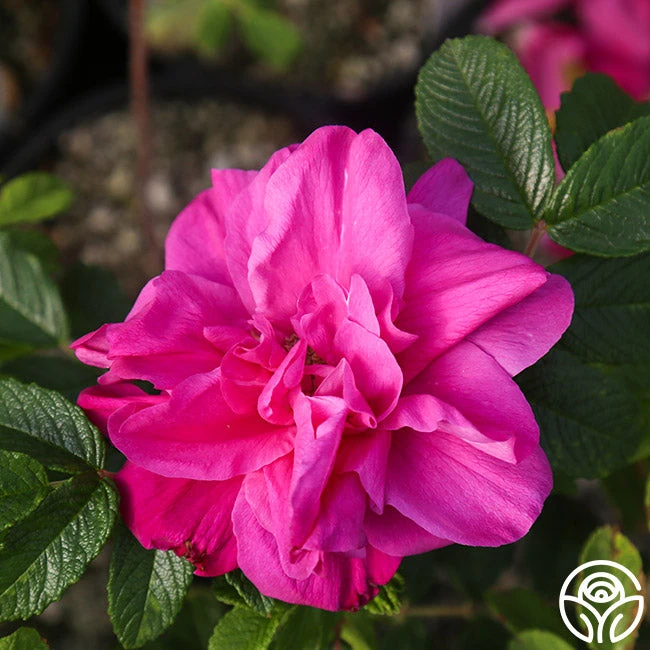 Hansa 3 Hansa - Image 3