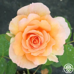 Honey Perfume™ -Precisiom Store Honey Perfume 111