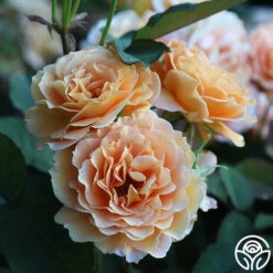 Honey Perfume™ -Precisiom Store Honey Perfume 13