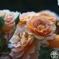 Honey Perfume™ -Precisiom Store Honey Perfume 15