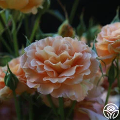 Honey Perfume™ -Precisiom Store Honey Perfume 17