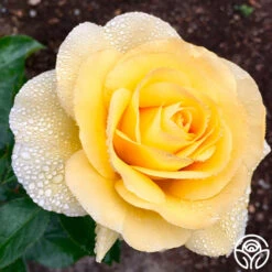 Honor Elizabeth™ 9 Honor Elizabeth™ -Precisiom Store Honor Elizabeth 034