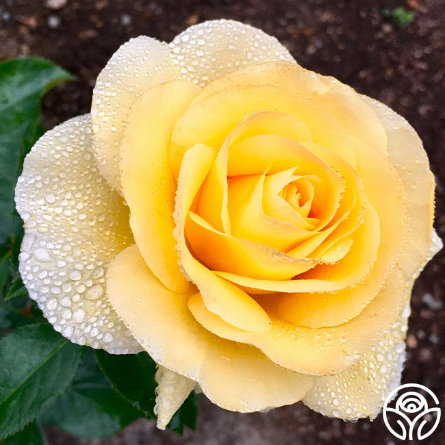 Honor Elizabeth™ 5 Honor Elizabeth™ - Image 5