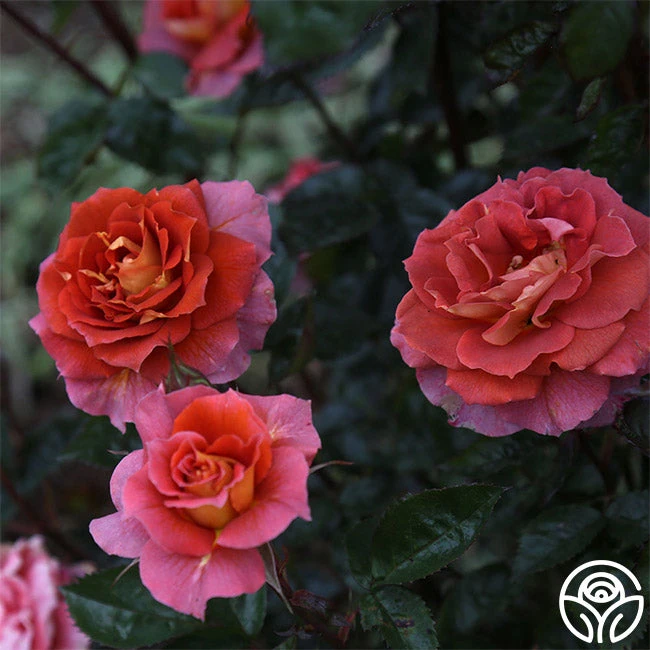 Iris Webb 4 Iris Webb - Image 4