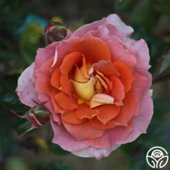 Iris Webb 17 Iris Webb -Precisiom Store Iris Webb 15