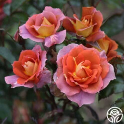 Iris Webb 13 Iris Webb -Precisiom Store Iris Webb 8