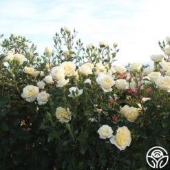 Irish Hope™ -Precisiom Store Irish Hope 11