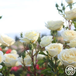 Irish Hope™ -Precisiom Store Irish Hope 12