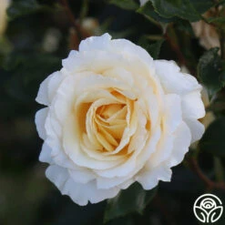 Irish Hope™ -Precisiom Store Irish Hope 14