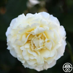 Irish Hope™ -Precisiom Store Irish Hope 15