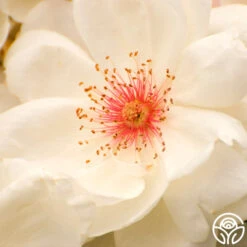 Jacqueline Du Pré™ 17 Jacqueline Du Pré™ -Precisiom Store Jacqueline du Pre 18