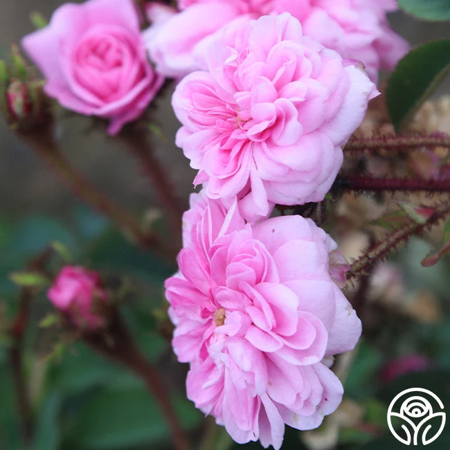 James Mitchell 3 James Mitchell - Image 3