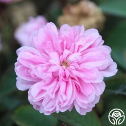 James Mitchell 14 James Mitchell -Precisiom Store James Mitchell 14