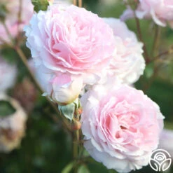 James Galway® -Precisiom Store JamesGalway 014