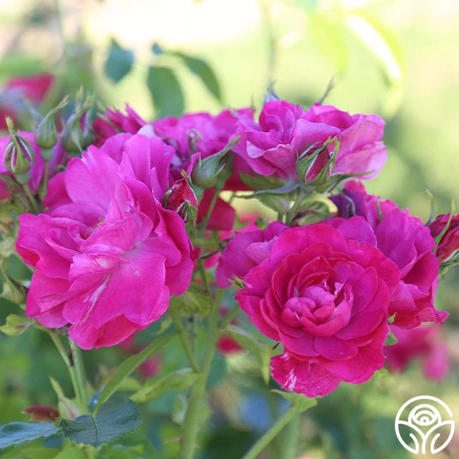 John Cabot 4 John Cabot - Image 4