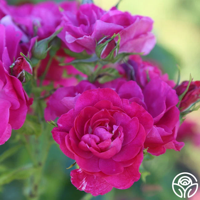 John Cabot 3 John Cabot - Image 3