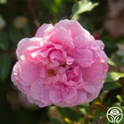 John Davis -Precisiom Store John Davis 23