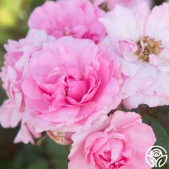 John Davis -Precisiom Store John Davis 25