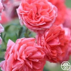 Veranda® Jolie 16 Veranda® Jolie -Precisiom Store Jolie Veranda 5