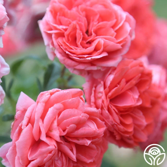 Veranda® Jolie 8 Veranda® Jolie - Image 8