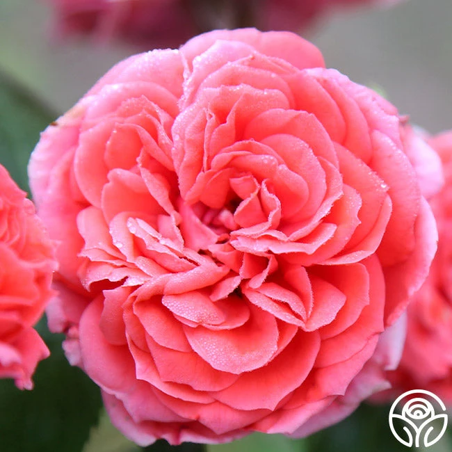 Veranda® Jolie 9 Veranda® Jolie - Image 9