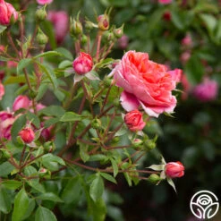 Veranda® Jolie 11 Veranda® Jolie -Precisiom Store Jolie Veranda 0123