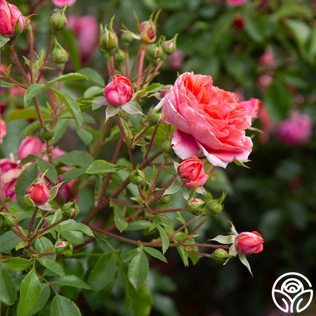 Veranda® Jolie 3 Veranda® Jolie - Image 3