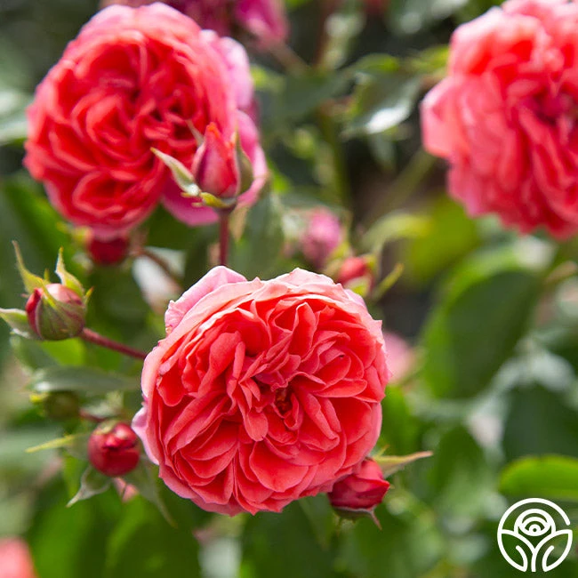 Veranda® Jolie 6 Veranda® Jolie - Image 6