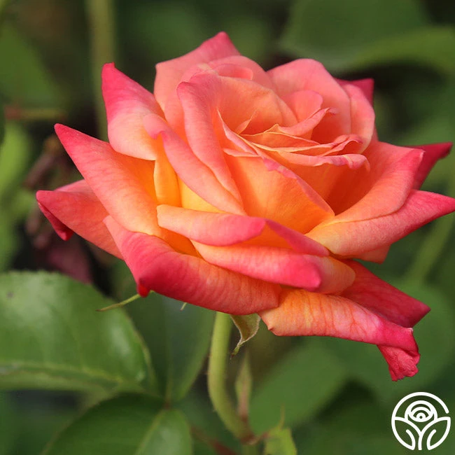 Joseph's Coat 3 Joseph's Coat - Image 3