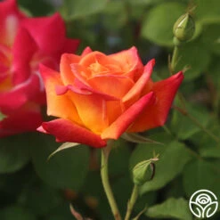 Joseph's Coat 19 Joseph's Coat -Precisiom Store Joseph s Coat 12