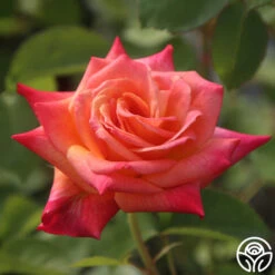 Joseph's Coat 21 Joseph's Coat -Precisiom Store Joseph s Coat 13