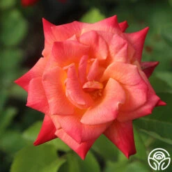 Joseph's Coat 26 Joseph's Coat -Precisiom Store Joseph s Coat 15