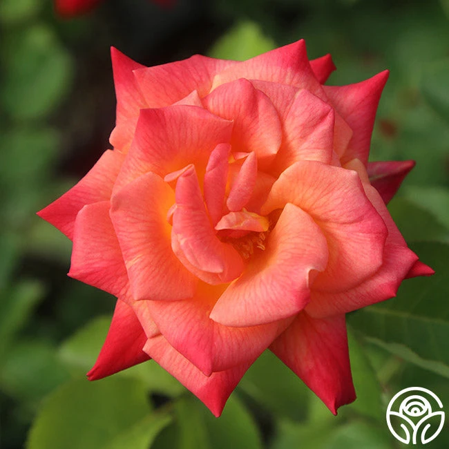 Joseph's Coat 12 Joseph's Coat - Image 12