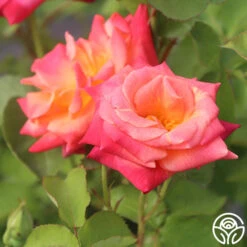 Joseph's Coat 28 Joseph's Coat -Precisiom Store Joseph s Coat 16