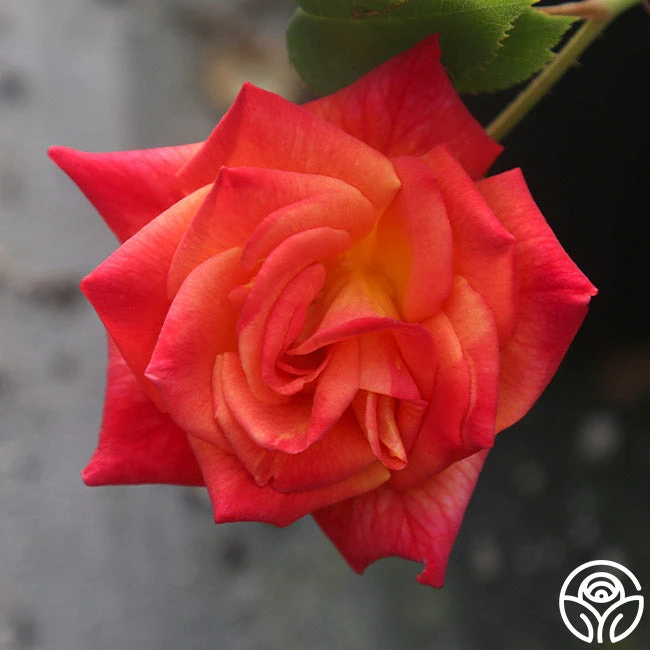 Joseph's Coat 11 Joseph's Coat - Image 11