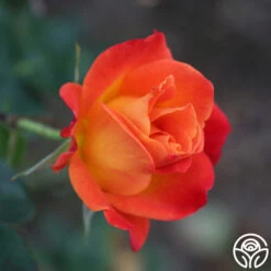 Joseph's Coat 27 Joseph's Coat -Precisiom Store Joseph s Coat 22