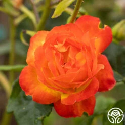 Judy Garland™ 18 Judy Garland™ -Precisiom Store Judy Garland 02